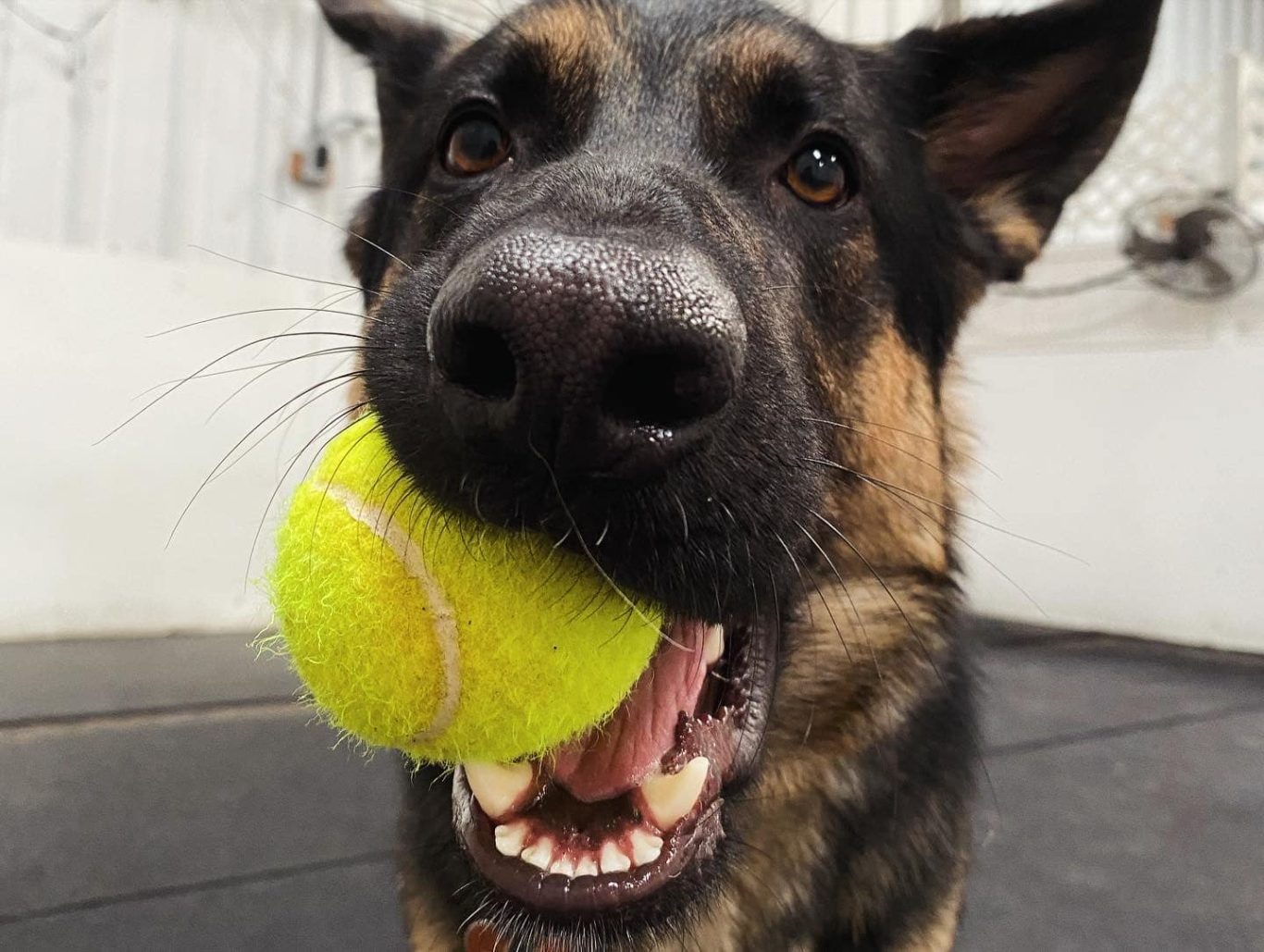 Normans dog deals day care